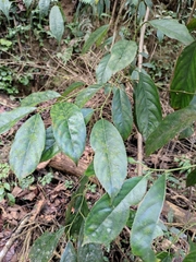 Itea omeiensis