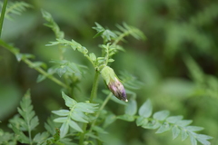 Polemonium grandiflorum