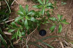 Lepidium castellanum