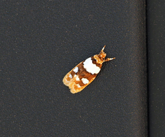 Piloprepes aemulella