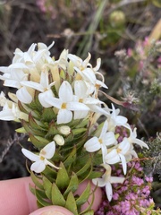 Gnidia ornata