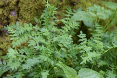 Polemonium grandiflorum