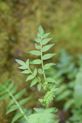 Polemonium grandiflorum