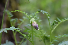 Polemonium grandiflorum