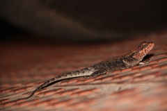 Psammophilus dorsalis