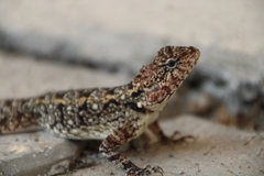 Psammophilus dorsalis