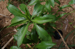 Lepidium castellanum