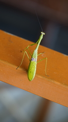 Stagmatoptera binotata