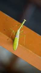 Stagmatoptera binotata
