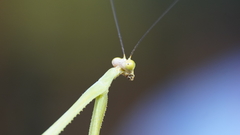 Stagmatoptera binotata
