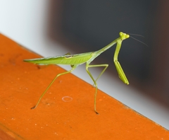 Stagmatoptera binotata
