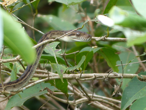 Australian Scrub Python sighting