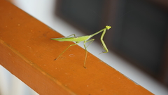 Stagmatoptera binotata