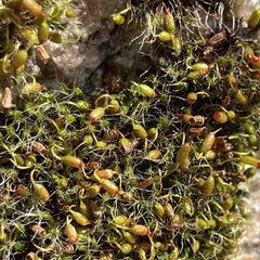 Grimmia pulvinata