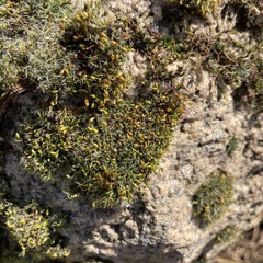 Grimmia pulvinata