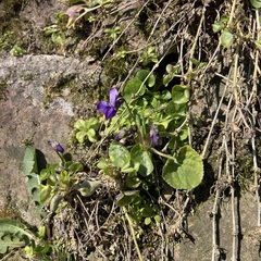 Viola odorata