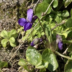 Viola odorata