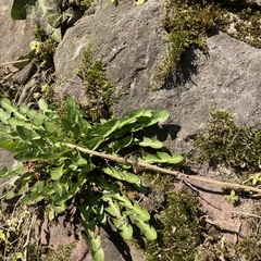 Taraxacum officinale