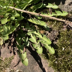 Taraxacum officinale