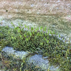 Ptychostomum capillare