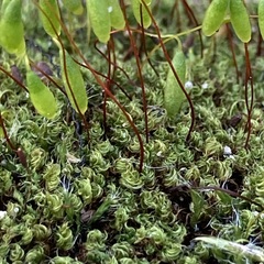 Ptychostomum capillare