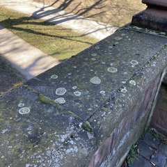 Protoparmeliopsis muralis