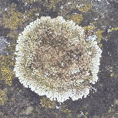 Protoparmeliopsis muralis