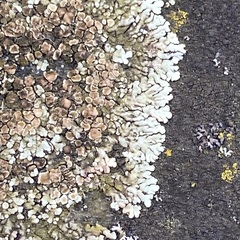 Protoparmeliopsis muralis