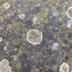 Protoparmeliopsis muralis