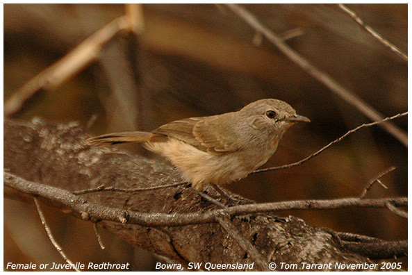Redthroat and Speckled Warbler