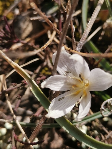 Mađarski mrazovac (Colchicum hungaricum)