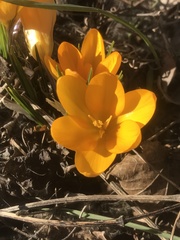 Crocus flavus
