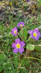 Primula × polyantha