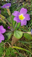 Primula × polyantha