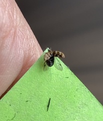 Anthrenus verbasci