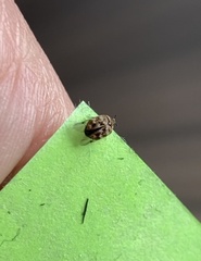Anthrenus verbasci