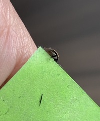 Anthrenus verbasci