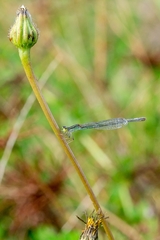 Ischnura aurora aurora
