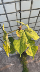Broussonetia papyrifera