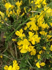 Genista pilosa