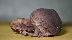 Lycoperdon fuligineum