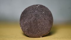 Lycoperdon fuligineum