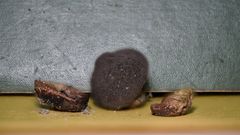 Lycoperdon fuligineum