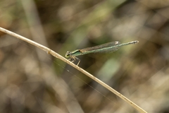 Ischnura aurora aurora