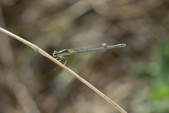 Ischnura aurora aurora