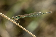 Ischnura aurora aurora