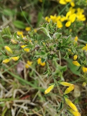 Genista pilosa