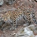 Leopardo Siberiano - Photo Ningún derecho reservado, subido por Александр Чегодаев