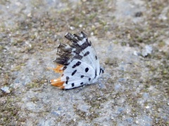 Talicada nyseus nyseus
