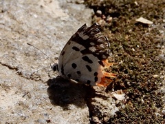 Talicada nyseus nyseus